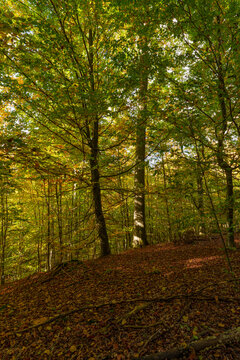 Baumgiganten am Methusalempfad am Radstein bei Ebrach im Naturpark Steigerwald, Landkreis Bamberg, Oberfranken, Franken, Bayern, Deutschland