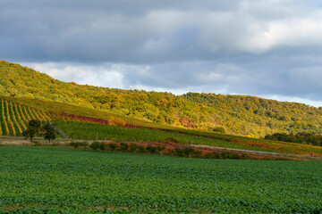 Fototapeta premium Weinberge bei Oberschwarzach, Weinlage Oberschwarzacher Herrenberg, auch Hörnle genannt, Markt Oberschwarzach, Landkreis Schweinfurt, Unterfranken, Bayern, Deutschland