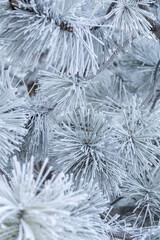 Snow-covered spruce, frosty and snowy winter