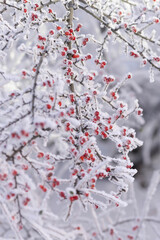 Snow-covered bush with berries, winter and frosty weather
