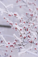 Snow-covered bush with berries, winter and frosty weather