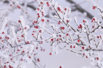 Snow-covered bush with berries, winter and frosty weather