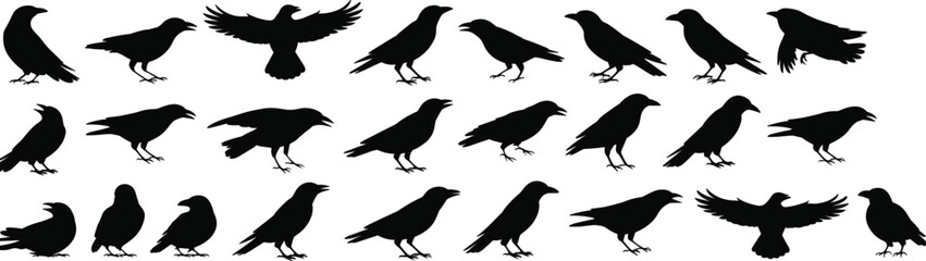 Obraz premium Crow black bird silhouettes collection, flying perched raven crow poses, wildlife animal vector illustration isolated set design bundle
