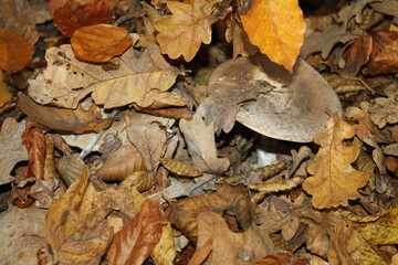 mushrooms in the forest