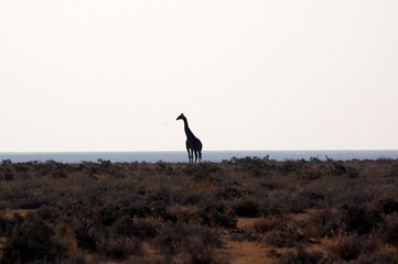 Girafe dans le parc national d'Etosha en Namibie
