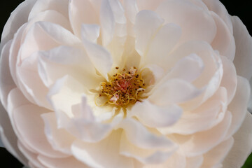 Macro close up of white rose petals with soft natural light, delicate texture and floral abstract background, romantic botanical detail for design, wedding, beauty and luxury concepts
