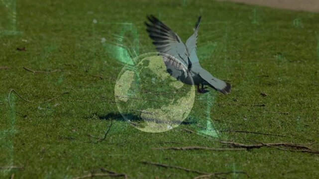 This video shows a pigeon taking off from a patch of grass in slow motion