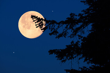 Fototapeta premium Full Moon, stars, planets and rural landscape scenery silhouettes.