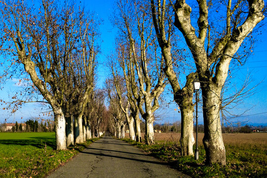 Viale che porta all'Abbazia di Rivalta Scrivia - Tortona - Alessandria - Piemonte - Italia