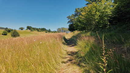 Obraz premium Tranquil sunny summer landscape with green fields and hills.