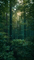 Obraz premium Sunlight filtering through the dense, verdant canopy of an ancient forest, creating a mystical and serene woodland atmosphere with tall trees and lush undergrowth bathed in a golden glow