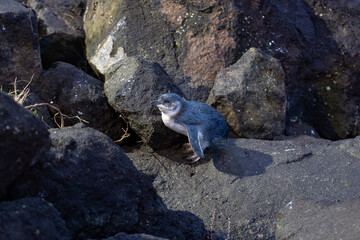 Oamaru blue Penguins (Aotearoa)