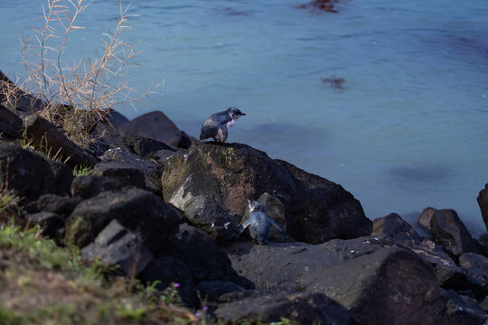 Oamaru blue Penguins (Aotearoa)