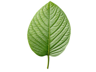 Fototapeta premium Vibrant green leaf with water droplets isolated on transparent background