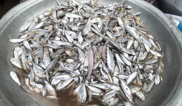 River FishLots of River Fish, Bangladesh river fish 