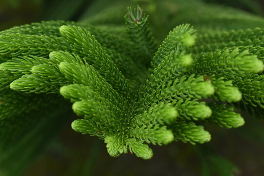 Macro photo of norfolk cypress growing in the mountains.