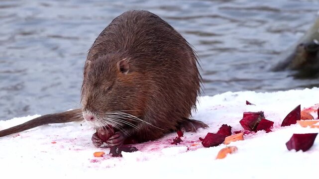 Wild nutria sitting in the snow on the river bank.People help wild nutria survive in winter by feeding them vegetables and fruits.