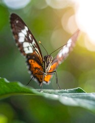 Obraz premium A butterfly perched on a leaf with blurred greenery background