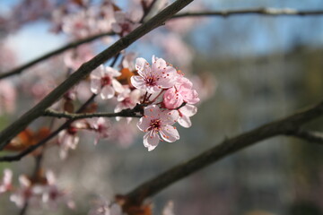 Fototapeta premium pink cherry blossoms