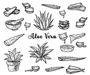 Aloe vera hand drawn sketch botanical herbal vintage illustration