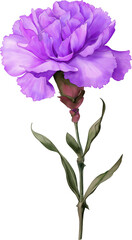 Violet Carnation Watercolor Drawing Illustration Isolated on Transparent And White Background, Parents&rsquo; Day Flower PNG