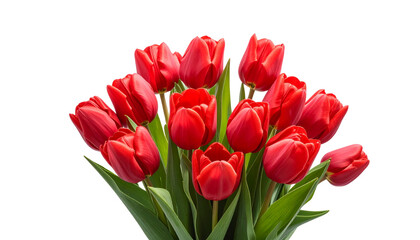 Fototapeta premium A beautiful bouquet of vibrant red tulips in spring, with green leaves, placed against a white background