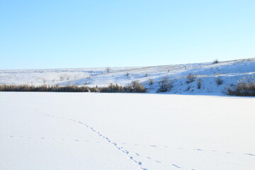 A snowy field with trees