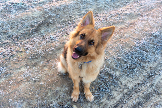 Portrait german shepherd puppy with head tilted