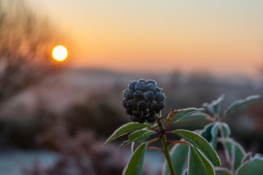 Winter sunrise with frost through wild clematis