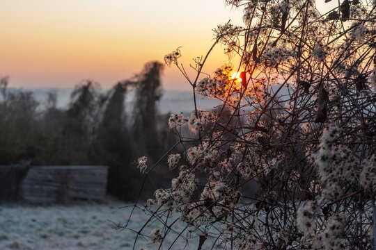 Winter sunrise with frost through wild clematis