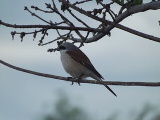 Fototapeta premium robin on branch
