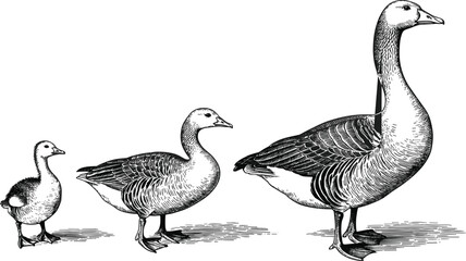 Hand drawn collection of goose and two goslings for farm animal and bird wildlife vector © MdMajnur