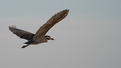 Obraz premium Yellow-crowned Night Heron Flying Against Clear Sky