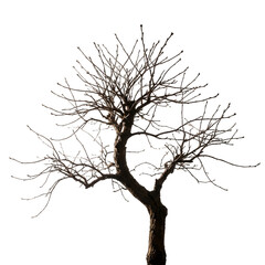Fototapeta premium Bare tree silhouette against night sky isolated