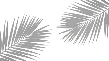 Obraz premium Two grey palm fronds on a white background