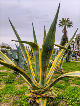 A close-up of Avery Americana marginata, a decorative agave plant with striking foliage, ideal for ornamental landscaping.