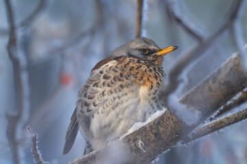 Fieldfare (Turdus pilaris) bird sits on a branch and eats wild berries on a sunny, frosty winter morning.