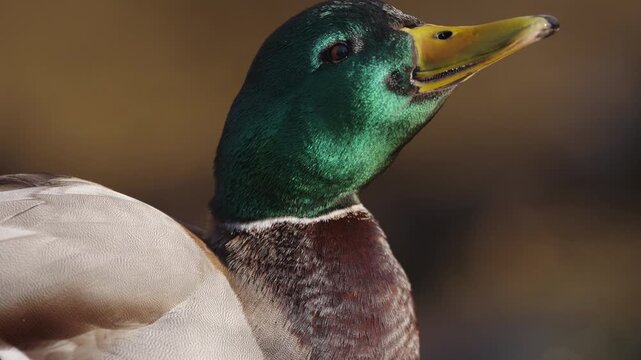 Ducks swimming in a pond on a sunny day