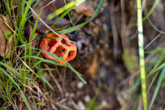 Red cage fungus growing among grass and forest litter. Close-up of clathrus mushroom on natural ground
