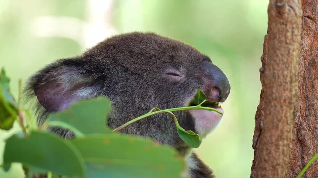 A cute koala (Phascolarctos cinereus) munches on eucalyptus leaves with its eyes closed, close up shot of Australian native animal species.