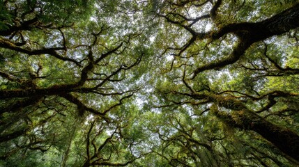 Obraz premium Sunlight filters through the lush green leaves creating a tranquil atmosphere among towering trees.