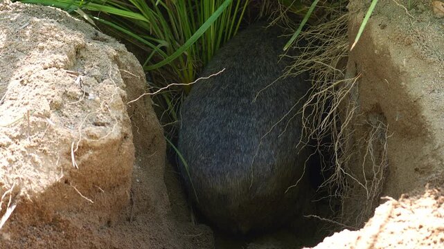 A wombat actively digging a burrow with its powerful forepaws and kicking loose dirt behind it with the hind legs, close up shot.