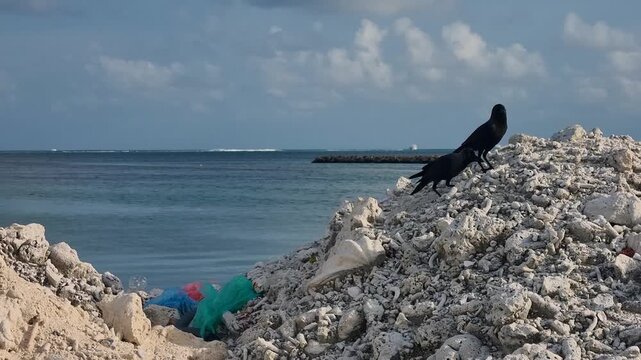 Two crows perch on dead coral rocks on Maafushi, Maldives, searching for food, with the Indian Ocean and partly cloudy sky in the background, in a quiet, non-touristic area