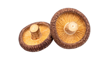 Close-up of two dried, flat mushrooms showing brown caps and cream-colored gills