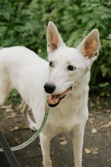 Obraz premium portrait of a white dog, a pet walking in park with its owner, training and raising pets. professional dog walker. Swiss shepherd in the park in the summer. taking care of pets.