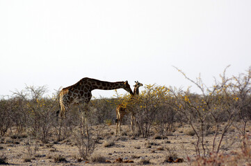 Girafes dans le parc national d'Etosha en Namibie 
