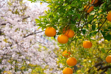 たわわに実ったミカン