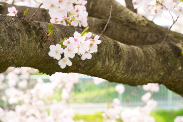 幹に咲く桜