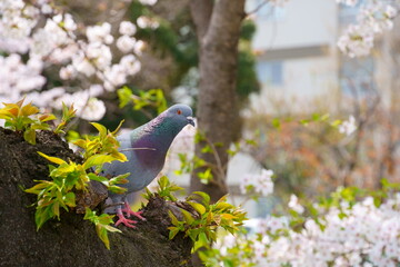 桜の木にとまる鳩