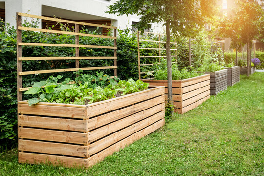 Raised Beds in Community Garden as Landscape Design. Modern High Garden Beds for Grow Vegetables and Herbs, Greenery in Urban Backyard of Residential Apartment Building. Modern Landscaping in Neighbor